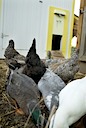 Chicken Coops!