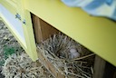 eggs!