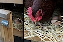 recycled coop