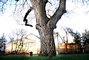 This isn't the exact tree that the table was made from. But there are many such black walnuts in the Portland metro area. The provide beauty, shade, wildlife habitat and heaps of delicious walnuts in the late summer. Urban Hardwood Recovery, salvages wood from down trees that would otherwise have been burned, chipped or taken to the dump.